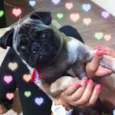 CHICO