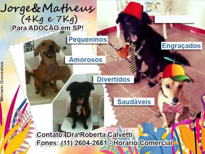 Cachorro ra a SRD idade 1 ano nome Jorge e Matheus