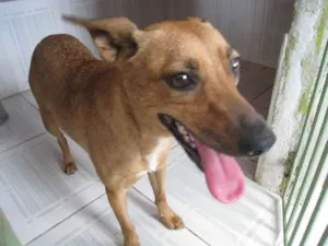 Cachorro raça SRD idade 1 ano nome Catarina