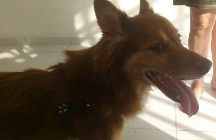 Cachorro ra a SRD idade 6 ou mais anos nome FOX