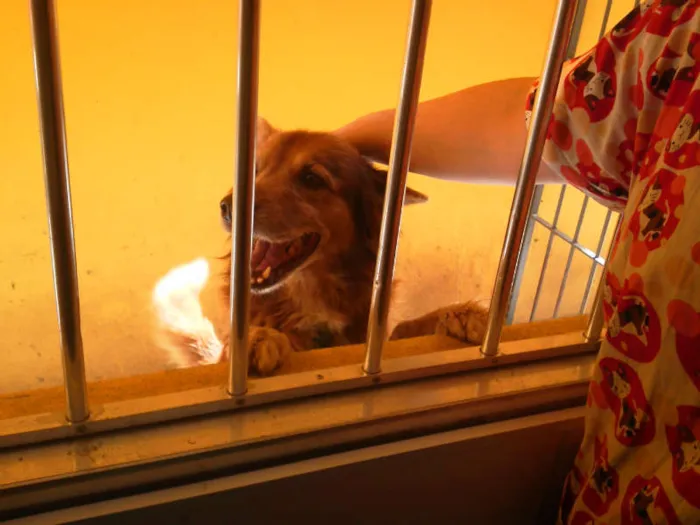 Cachorro ra a SRD idade 6 ou mais anos nome FOX