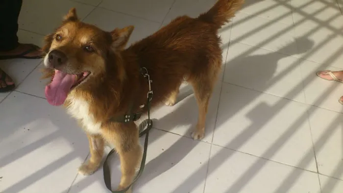 Cachorro ra a SRD idade 6 ou mais anos nome FOX