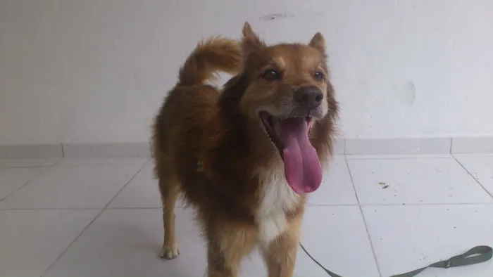 Cachorro ra a SRD idade 6 ou mais anos nome FOX