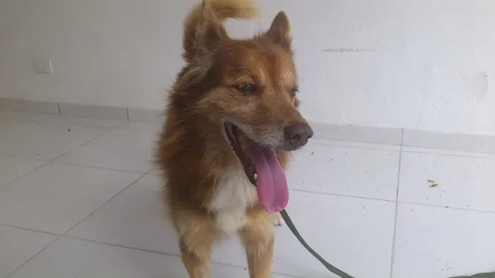 Cachorro ra a SRD idade 6 ou mais anos nome FOX
