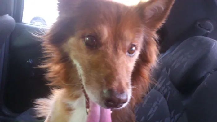 Cachorro ra a SRD idade 6 ou mais anos nome FOX