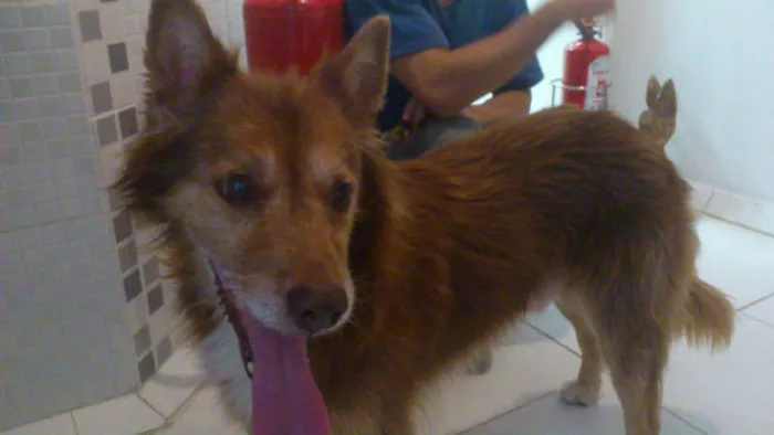 Cachorro ra a SRD idade 6 ou mais anos nome FOX