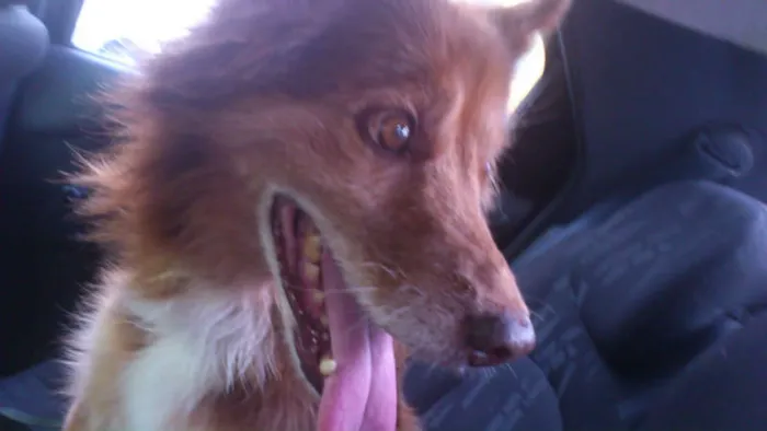 Cachorro ra a SRD idade 6 ou mais anos nome FOX