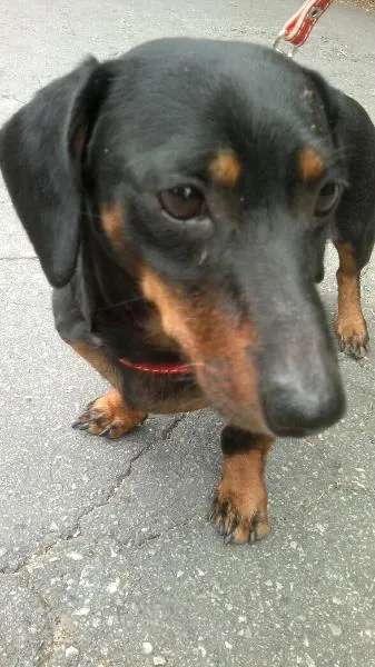 Cachorro ra a Basset  Dachshunds idade  nome Não sei 