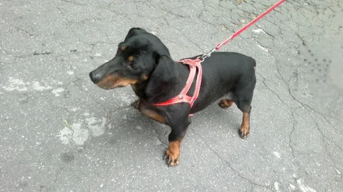 Cachorro ra a Basset  Dachshunds idade  nome Não sei 