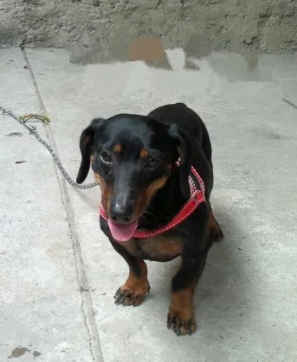 Cachorro ra a Basset  Dachshunds idade  nome Não sei 