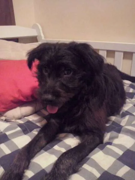 Cachorro ra a SRD idade 2 a 6 meses nome Neguinho