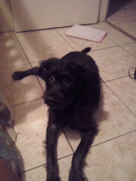 Cachorro ra a SRD idade 2 a 6 meses nome Neguinho