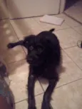 Neguinho