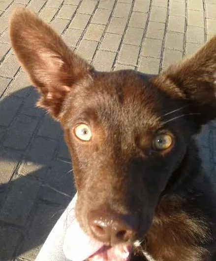 Cachorro raça Labrador idade 1 ano nome MAYLON