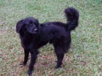 Cachorro ra a Gold idade 3 anos nome Amora