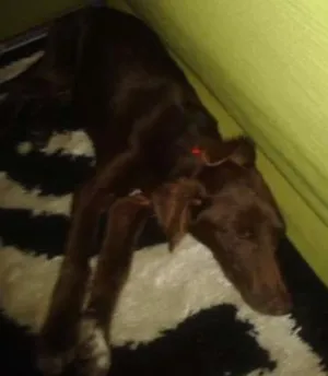 Cachorro raça Labrador idade 1 ano nome MAYLON
