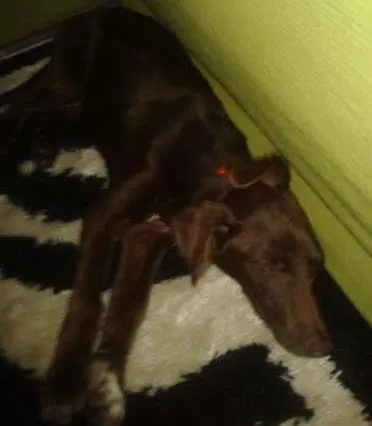 Cachorro raça Labrador idade 1 ano nome MAYLON