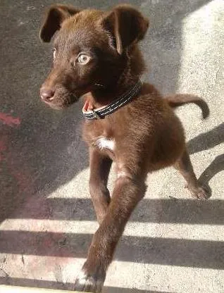 Cachorro raça Labrador idade 1 ano nome MAYLON
