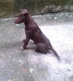 Cachorro raça Labrador idade 1 ano nome MAYLON