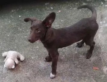 Cachorro raça Labrador idade 1 ano nome MAYLON