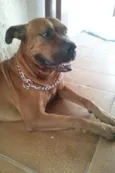 Scooby