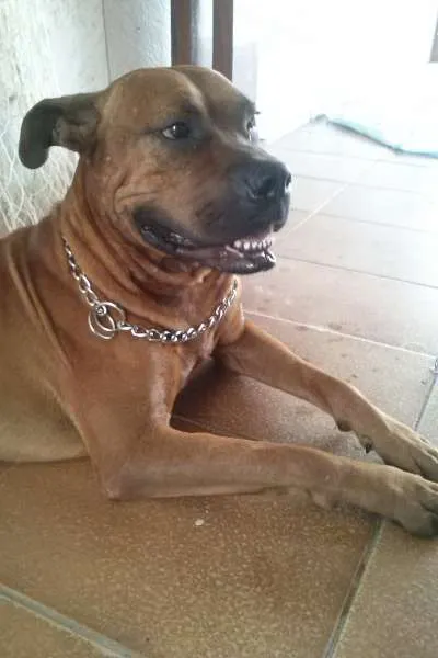 Cachorro ra a Boxer (Mestiço) idade 3 anos nome Scooby