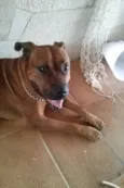 Scooby
