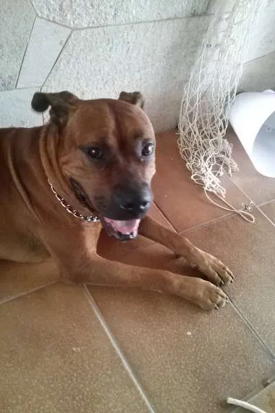 Cachorro ra a Boxer (Mestiço) idade 3 anos nome Scooby