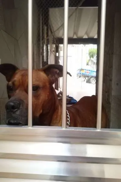 Cachorro ra a Boxer (Mestiço) idade 3 anos nome Scooby
