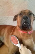 Scooby
