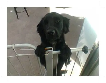 Cachorro ra a Misturada Coker com poodle idade 1 ano nome Marley