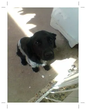 Cachorro ra a Misturada Coker com poodle idade 1 ano nome Marley