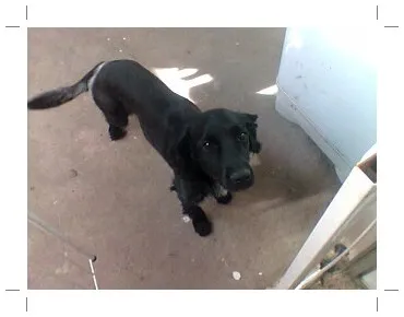 Cachorro ra a Misturada Coker com poodle idade 1 ano nome Marley