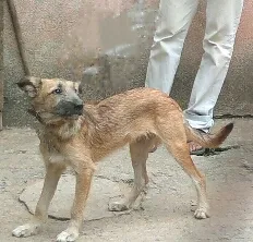 Cachorro ra a SRD idade 1 ano nome Luma