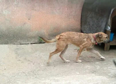 Cachorro ra a SRD idade 1 ano nome Luma