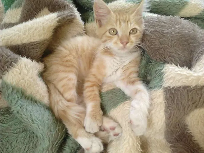 Gato raça SRD idade 2 a 6 meses nome Fluffy