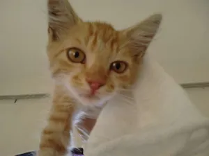 Gato raça SRD idade 2 a 6 meses nome Fluffy