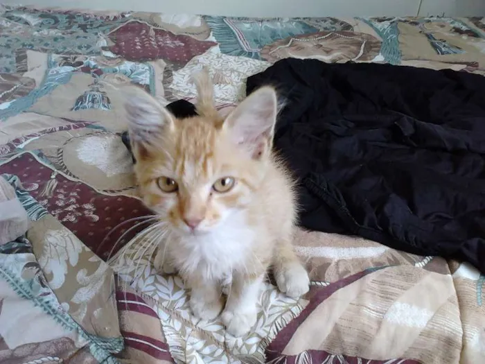 Gato raça SRD idade 2 a 6 meses nome Fluffy