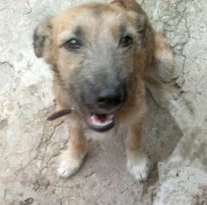 Cachorro raça SRD idade 1 ano nome Luma