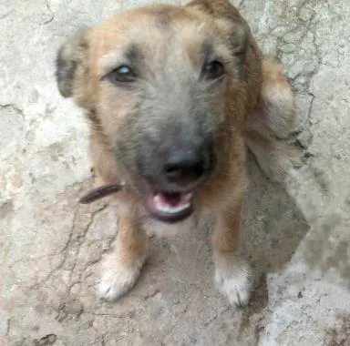 Cachorro ra a SRD idade 1 ano nome Luma