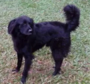 Cachorro raça Gold idade 3 anos nome Amora