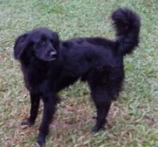 Cachorro ra a Gold idade 3 anos nome Amora