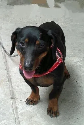 Cachorro raça Basset  Dachshunds idade  nome Não sei 