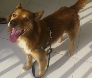 Cachorro raça SRD idade 6 ou mais anos nome FOX