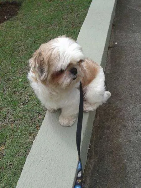Cachorro ra a Shitzu idade 2 anos nome Charlie GRATIFICA