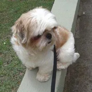 Cachorro raça Shitzu idade 2 anos nome Charlie GRATIFICA