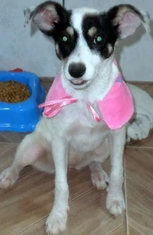 Cachorro ra a SRD idade 2 a 6 meses nome Bolinha