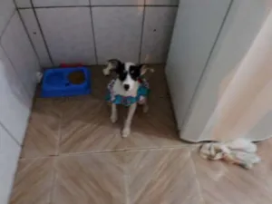 Cachorro raça SRD idade 2 a 6 meses nome Bolinha