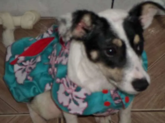 Cachorro ra a SRD idade 2 a 6 meses nome Bolinha