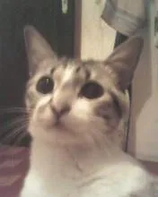 Gato ra a vira-lata idade 3 anos nome polaco